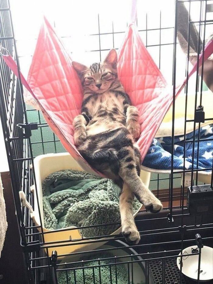 63 Funny And Cute Cat Photos That Might Make You Smile Today (New Pics) 63 Funny And Cute Cat Photos That Might Make You Smile Today (New Pics)