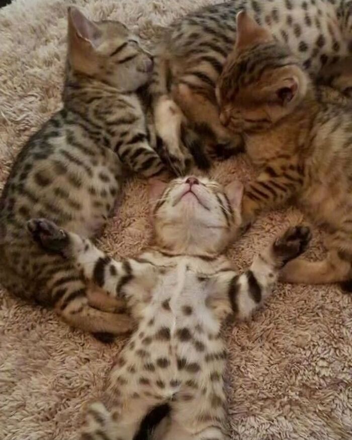 63 Funny And Cute Cat Photos That Might Make You Smile Today (New Pics) 63 Funny And Cute Cat Photos That Might Make You Smile Today (New Pics)