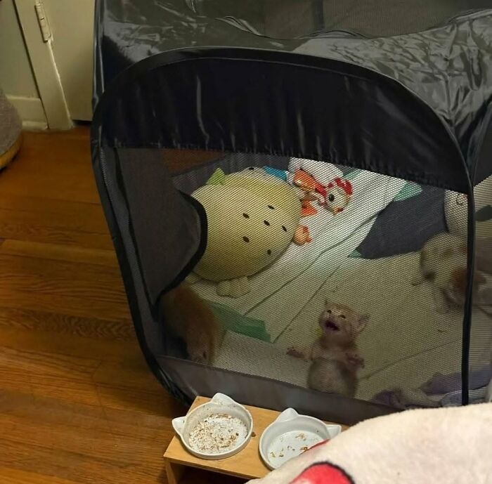 63 Funny And Cute Cat Photos That Might Make You Smile Today (New Pics) 63 Funny And Cute Cat Photos That Might Make You Smile Today (New Pics)