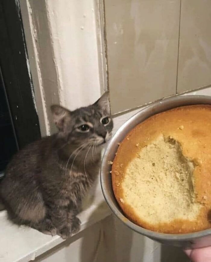 63 Funny And Cute Cat Photos That Might Make You Smile Today (New Pics) 63 Funny And Cute Cat Photos That Might Make You Smile Today (New Pics)