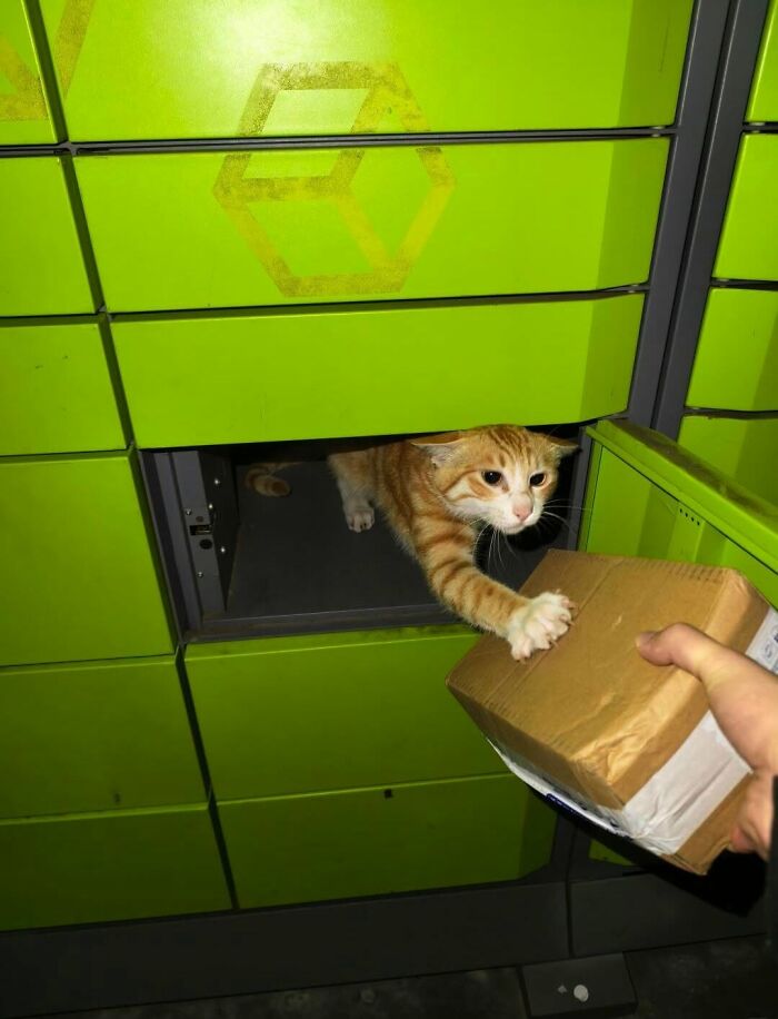 63 Funny And Cute Cat Photos That Might Make You Smile Today (New Pics) 63 Funny And Cute Cat Photos That Might Make You Smile Today (New Pics)
