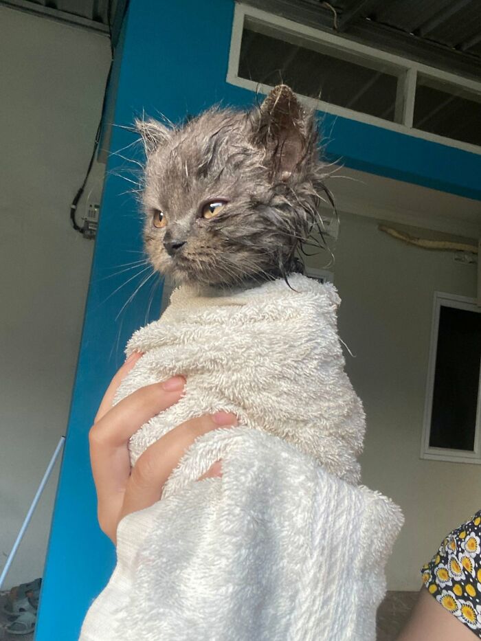 63 Funny And Cute Cat Photos That Might Make You Smile Today (New Pics) 63 Funny And Cute Cat Photos That Might Make You Smile Today (New Pics)