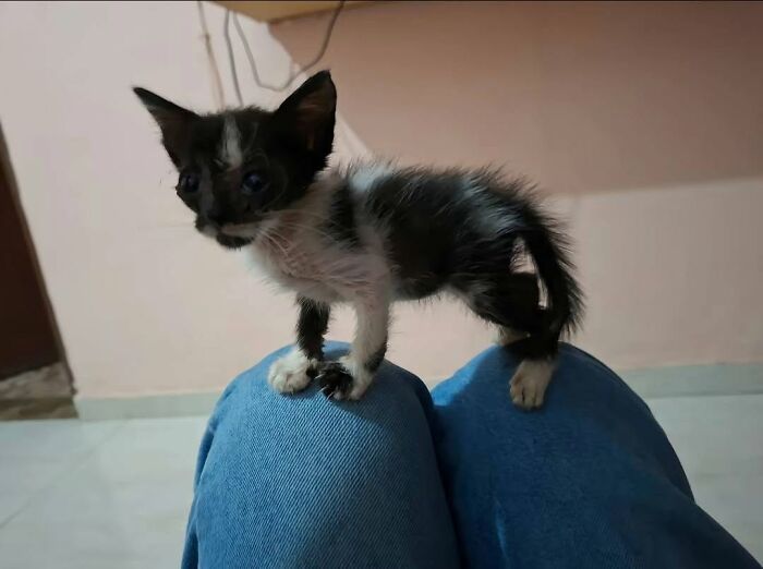 63 Funny And Cute Cat Photos That Might Make You Smile Today (New Pics) 63 Funny And Cute Cat Photos That Might Make You Smile Today (New Pics)