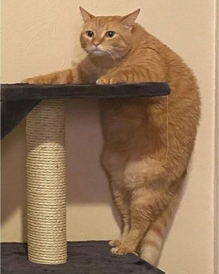 63 Funny And Cute Cat Photos That Might Make You Smile Today (New Pics) 63 Funny And Cute Cat Photos That Might Make You Smile Today (New Pics)