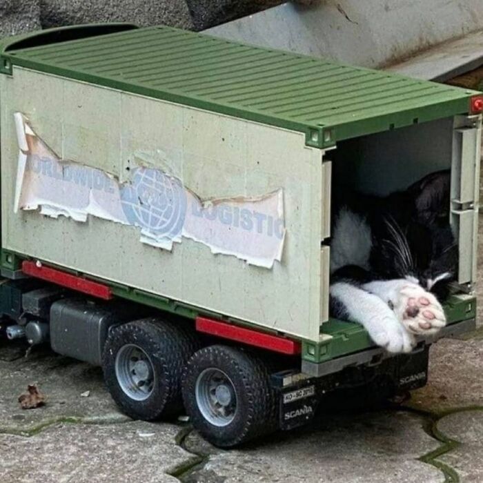 63 Funny And Cute Cat Photos That Might Make You Smile Today (New Pics) 63 Funny And Cute Cat Photos That Might Make You Smile Today (New Pics)