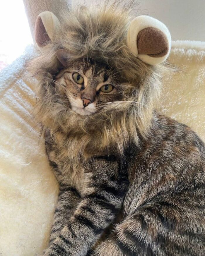 63 Funny And Cute Cat Photos That Might Make You Smile Today (New Pics) 63 Funny And Cute Cat Photos That Might Make You Smile Today (New Pics)