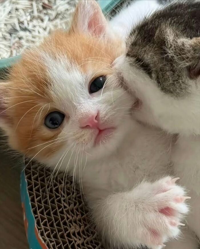 63 Funny And Cute Cat Photos That Might Make You Smile Today (New Pics) 63 Funny And Cute Cat Photos That Might Make You Smile Today (New Pics)