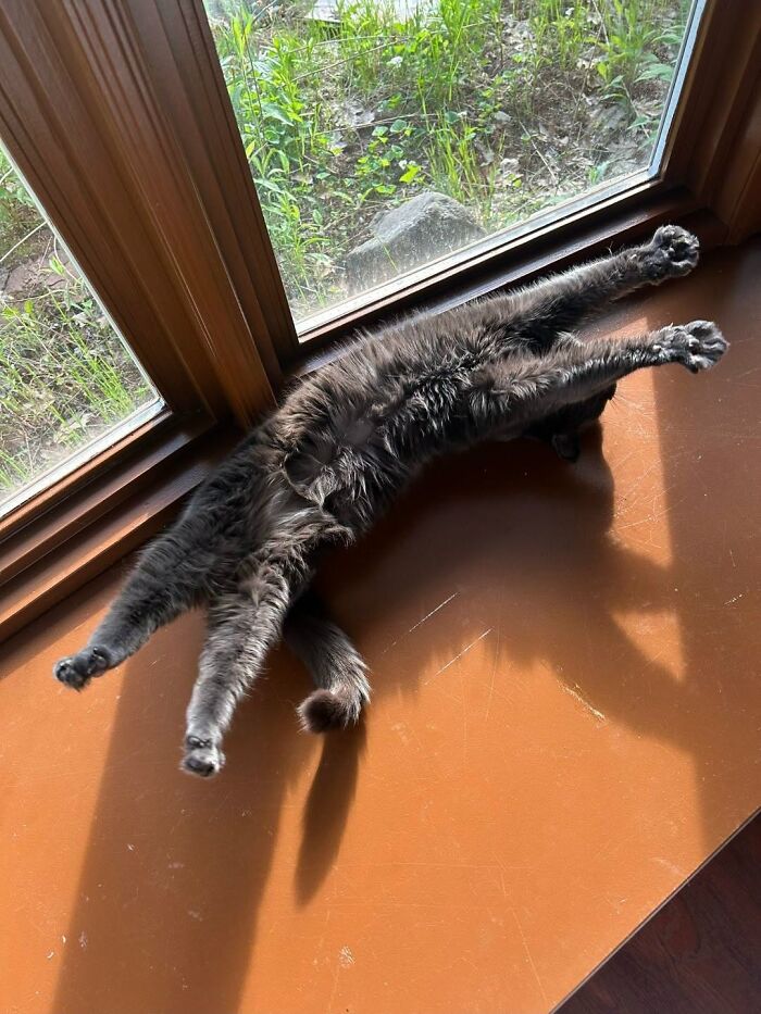 63 Funny And Cute Cat Photos That Might Make You Smile Today (New Pics) 63 Funny And Cute Cat Photos That Might Make You Smile Today (New Pics)