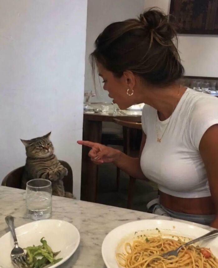 63 Funny And Cute Cat Photos That Might Make You Smile Today (New Pics) 63 Funny And Cute Cat Photos That Might Make You Smile Today (New Pics)