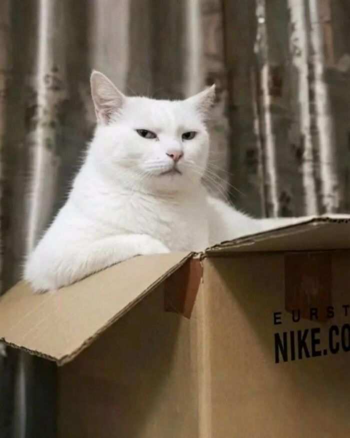 63 Funny And Cute Cat Photos That Might Make You Smile Today (New Pics) 63 Funny And Cute Cat Photos That Might Make You Smile Today (New Pics)