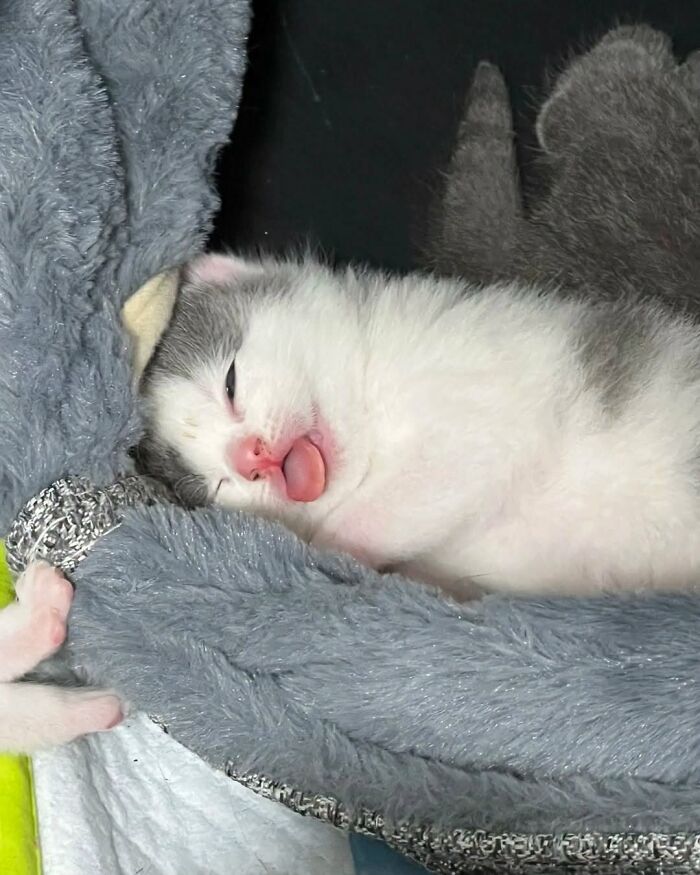63 Funny And Cute Cat Photos That Might Make You Smile Today (New Pics) 63 Funny And Cute Cat Photos That Might Make You Smile Today (New Pics)