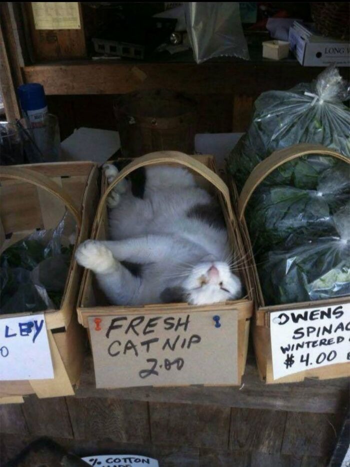 63 Funny And Cute Cat Photos That Might Make You Smile Today (New Pics) 63 Funny And Cute Cat Photos That Might Make You Smile Today (New Pics)