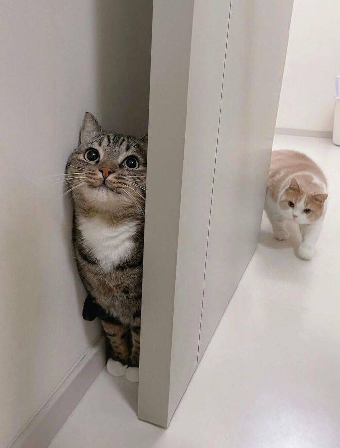 63 Funny And Cute Cat Photos That Might Make You Smile Today (New Pics) 63 Funny And Cute Cat Photos That Might Make You Smile Today (New Pics)