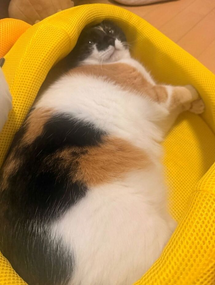 63 Funny And Cute Cat Photos That Might Make You Smile Today (New Pics) 63 Funny And Cute Cat Photos That Might Make You Smile Today (New Pics)