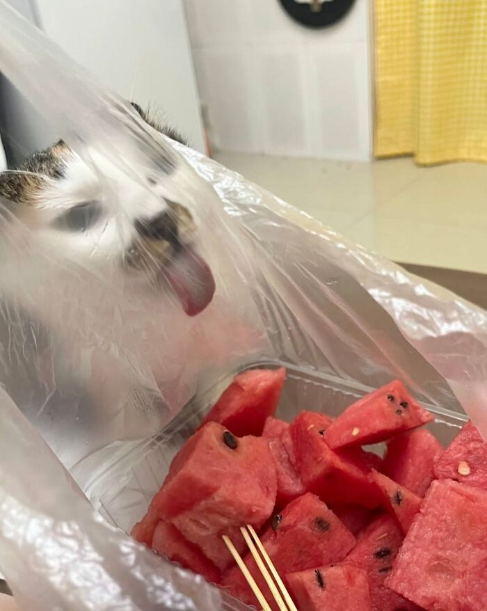 63 Funny And Cute Cat Photos That Might Make You Smile Today (New Pics) 63 Funny And Cute Cat Photos That Might Make You Smile Today (New Pics)