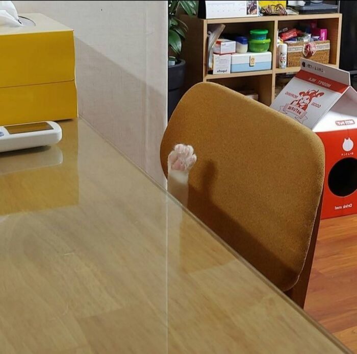 63 Funny And Cute Cat Photos That Might Make You Smile Today (New Pics) 63 Funny And Cute Cat Photos That Might Make You Smile Today (New Pics)