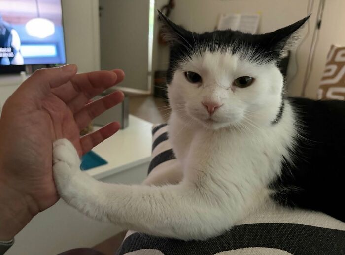 63 Funny And Cute Cat Photos That Might Make You Smile Today (New Pics) 63 Funny And Cute Cat Photos That Might Make You Smile Today (New Pics)