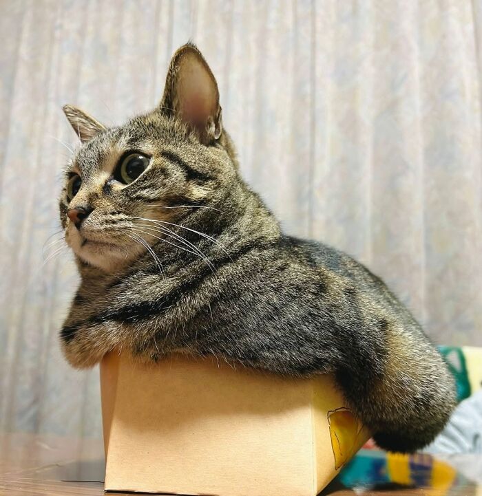 63 Funny And Cute Cat Photos That Might Make You Smile Today (New Pics) 63 Funny And Cute Cat Photos That Might Make You Smile Today (New Pics)