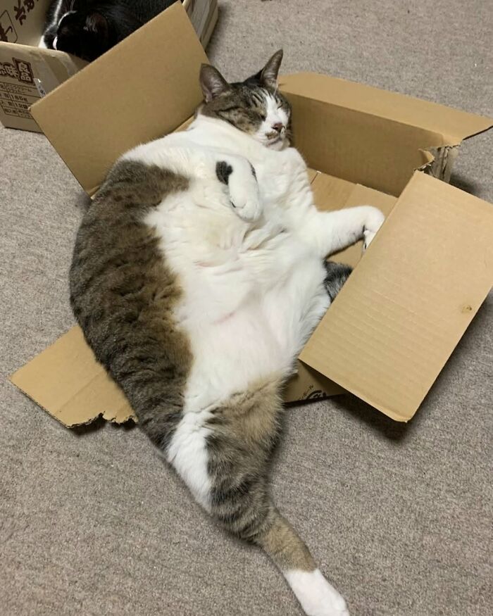 63 Funny And Cute Cat Photos That Might Make You Smile Today (New Pics) 63 Funny And Cute Cat Photos That Might Make You Smile Today (New Pics)