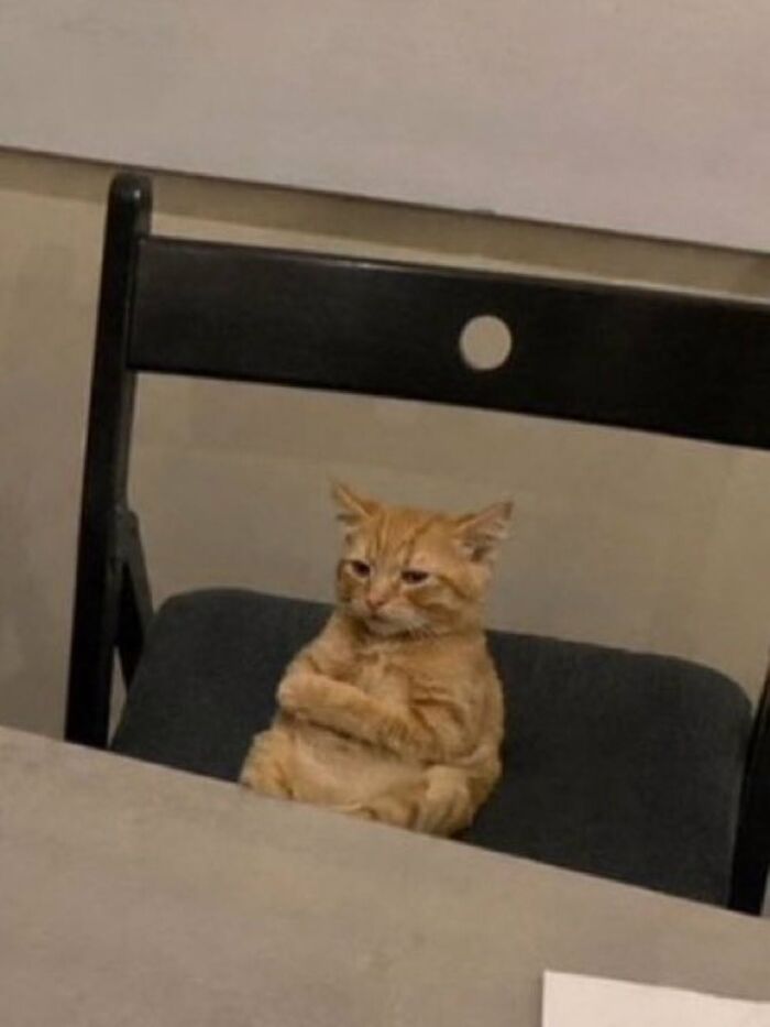 63 Funny And Cute Cat Photos That Might Make You Smile Today (New Pics) 63 Funny And Cute Cat Photos That Might Make You Smile Today (New Pics)