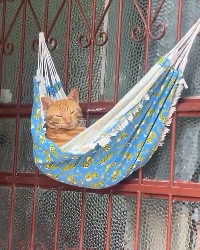 63 Funny And Cute Cat Photos That Might Make You Smile Today (New Pics) 63 Funny And Cute Cat Photos That Might Make You Smile Today (New Pics)