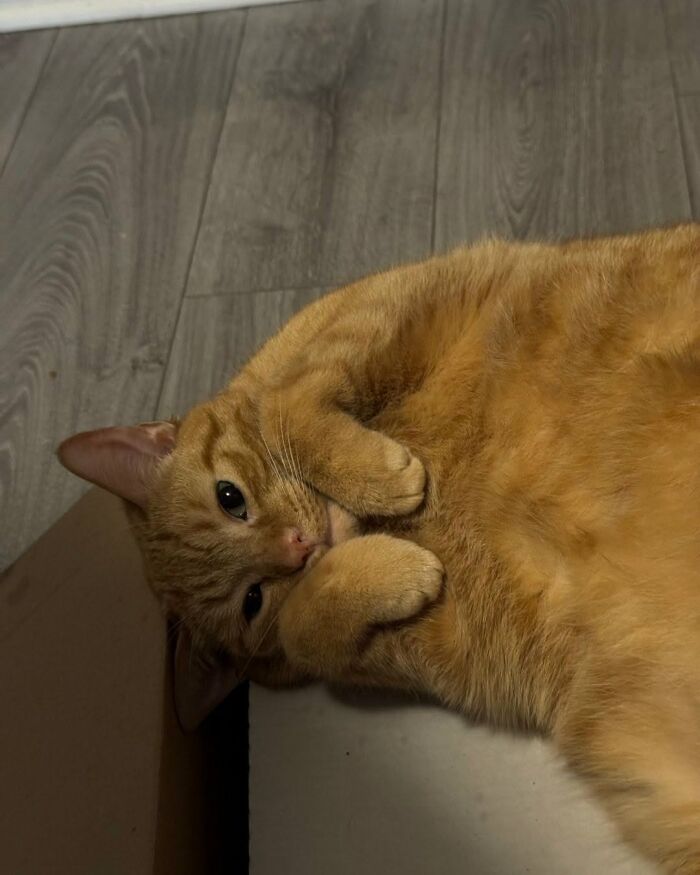 63 Funny And Cute Cat Photos That Might Make You Smile Today (New Pics) 63 Funny And Cute Cat Photos That Might Make You Smile Today (New Pics)