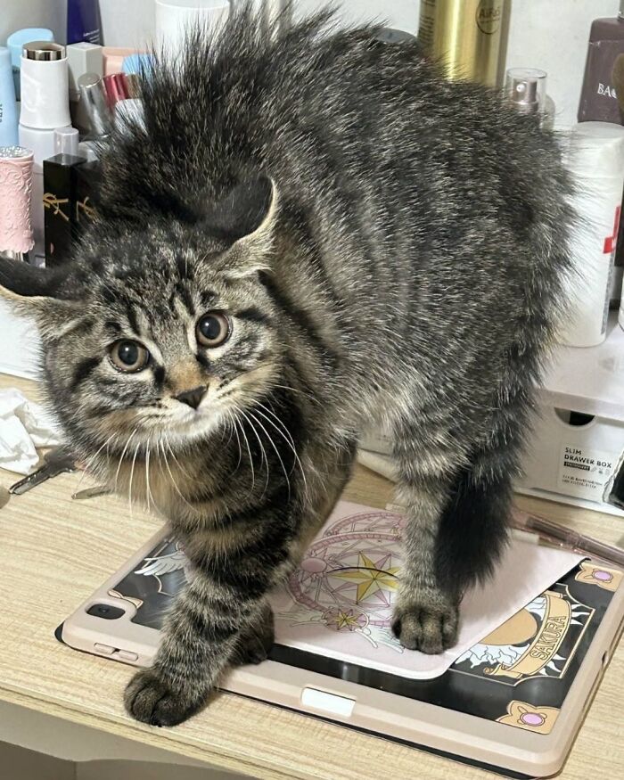 63 Funny And Cute Cat Photos That Might Make You Smile Today (New Pics) 63 Funny And Cute Cat Photos That Might Make You Smile Today (New Pics)