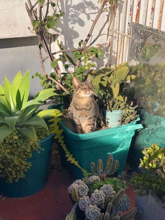 63 Funny And Cute Cat Photos That Might Make You Smile Today (New Pics) 63 Funny And Cute Cat Photos That Might Make You Smile Today (New Pics)