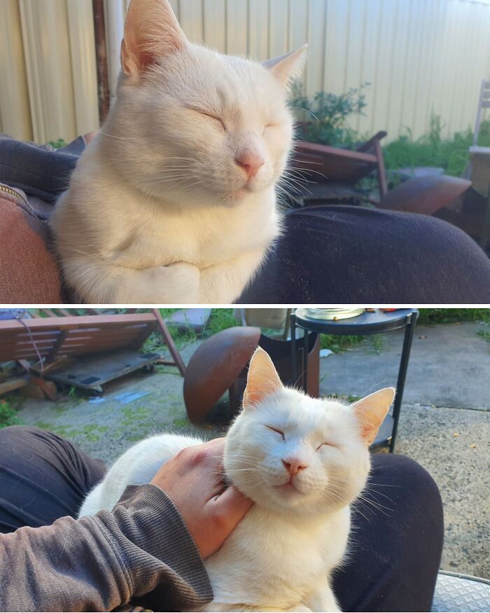 63 Funny And Cute Cat Photos That Might Make You Smile Today (New Pics) 63 Funny And Cute Cat Photos That Might Make You Smile Today (New Pics)