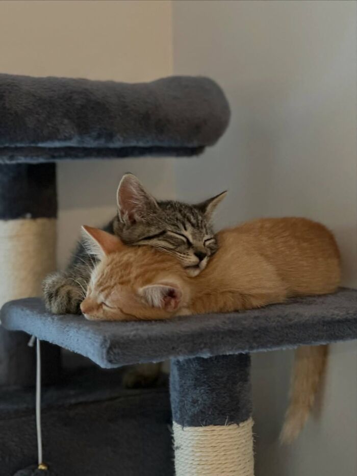63 Funny And Cute Cat Photos That Might Make You Smile Today (New Pics) 63 Funny And Cute Cat Photos That Might Make You Smile Today (New Pics)