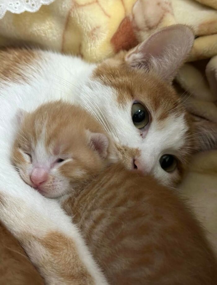 63 Funny And Cute Cat Photos That Might Make You Smile Today (New Pics) 63 Funny And Cute Cat Photos That Might Make You Smile Today (New Pics)