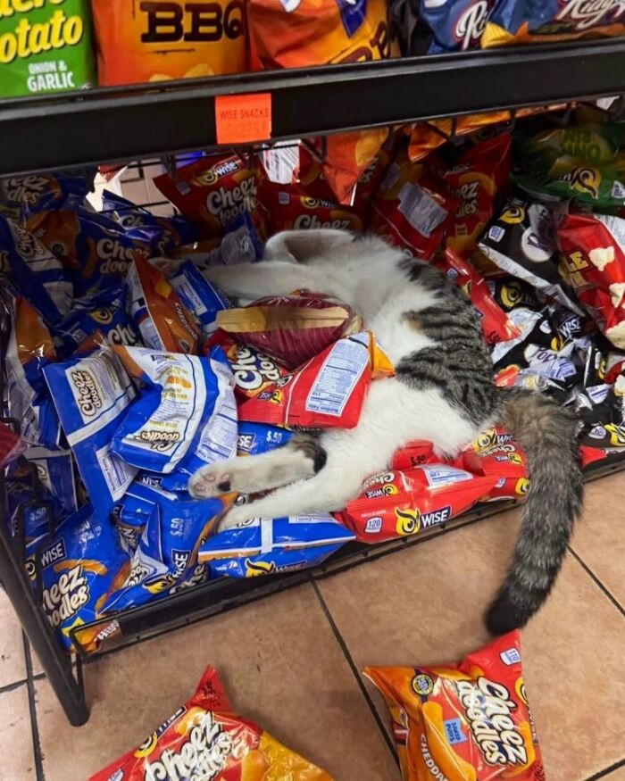 63 Funny And Cute Cat Photos That Might Make You Smile Today (New Pics) 63 Funny And Cute Cat Photos That Might Make You Smile Today (New Pics)