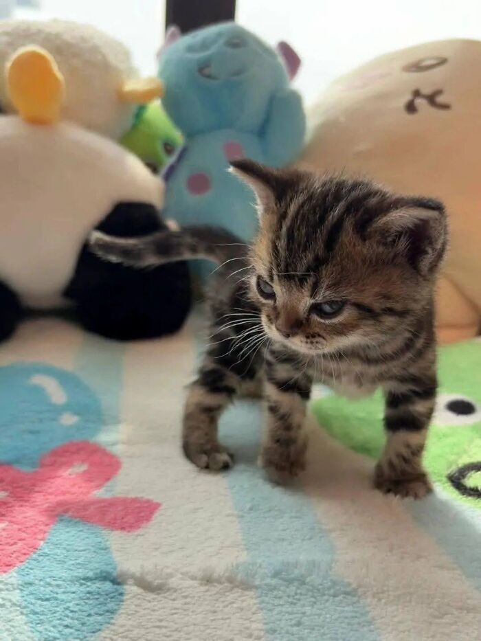 63 Funny And Cute Cat Photos That Might Make You Smile Today (New Pics) 63 Funny And Cute Cat Photos That Might Make You Smile Today (New Pics)