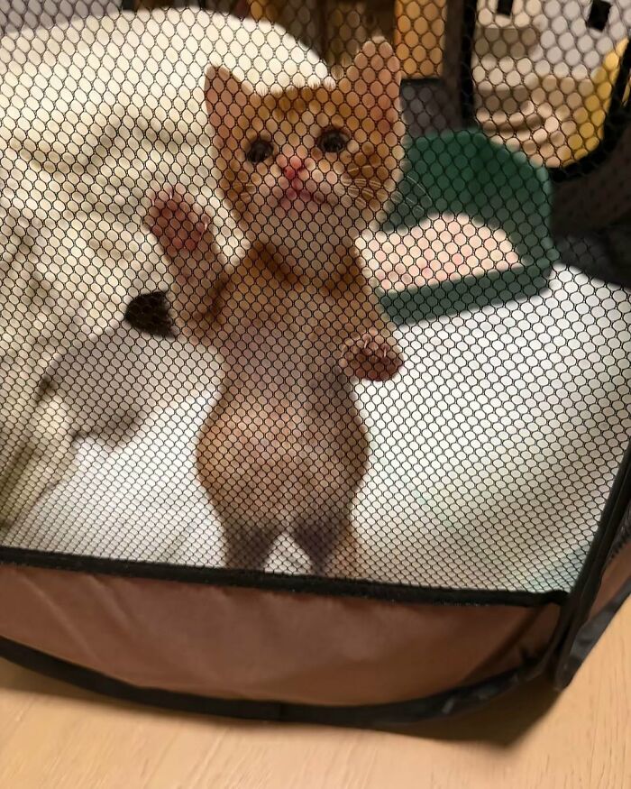 63 Funny And Cute Cat Photos That Might Make You Smile Today (New Pics) 63 Funny And Cute Cat Photos That Might Make You Smile Today (New Pics)