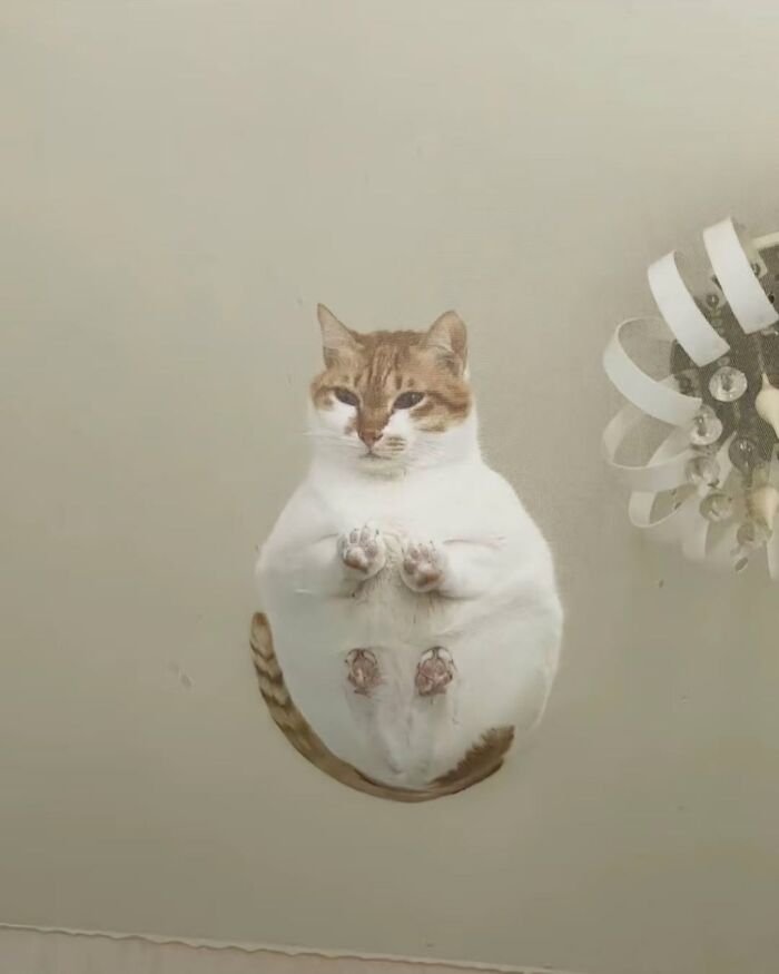 63 Funny And Cute Cat Photos That Might Make You Smile Today (New Pics) 63 Funny And Cute Cat Photos That Might Make You Smile Today (New Pics)