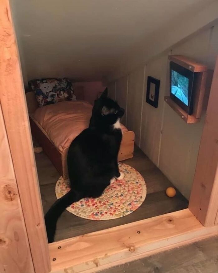 63 Funny And Cute Cat Photos That Might Make You Smile Today (New Pics) 63 Funny And Cute Cat Photos That Might Make You Smile Today (New Pics)