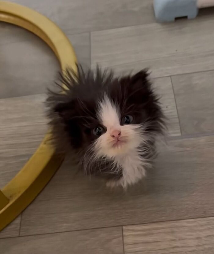 63 Funny And Cute Cat Photos That Might Make You Smile Today (New Pics) 63 Funny And Cute Cat Photos That Might Make You Smile Today (New Pics)