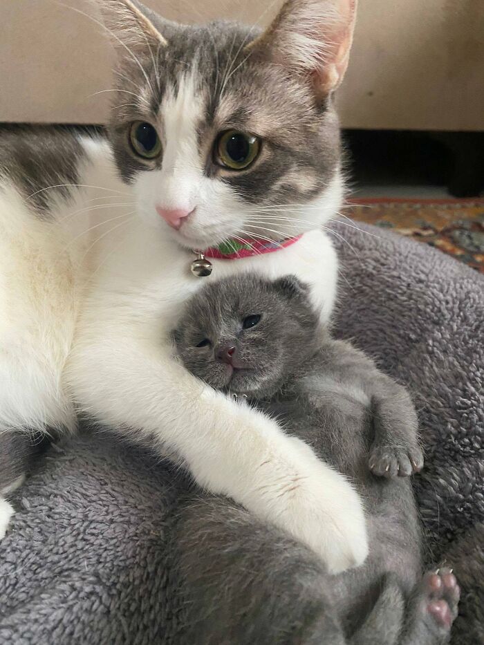63 Funny And Cute Cat Photos That Might Make You Smile Today (New Pics) 63 Funny And Cute Cat Photos That Might Make You Smile Today (New Pics)