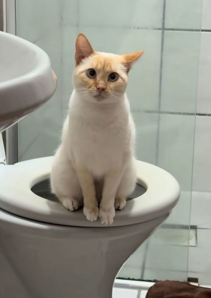 63 Funny And Cute Cat Photos That Might Make You Smile Today (New Pics) 63 Funny And Cute Cat Photos That Might Make You Smile Today (New Pics)
