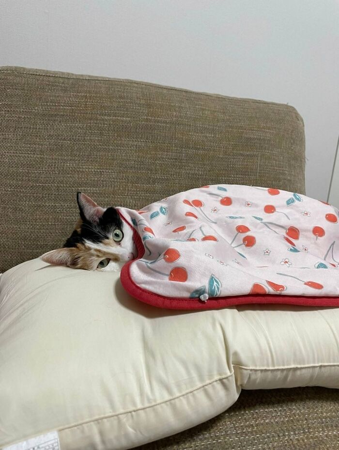 63 Funny And Cute Cat Photos That Might Make You Smile Today (New Pics) 63 Funny And Cute Cat Photos That Might Make You Smile Today (New Pics)