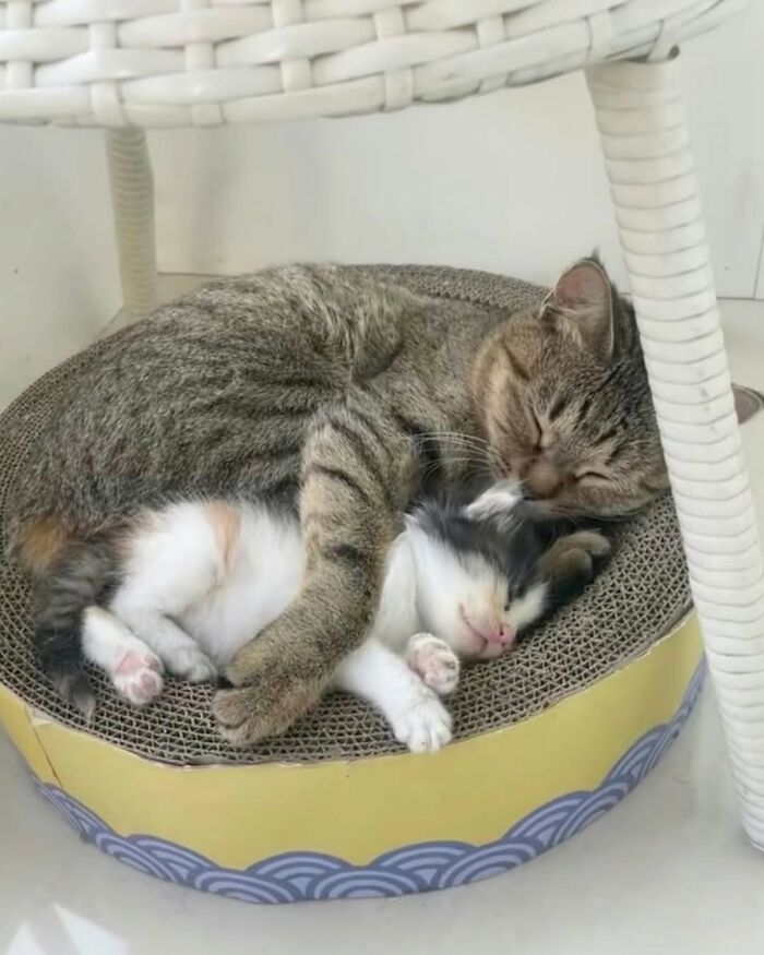63 Funny And Cute Cat Photos That Might Make You Smile Today (New Pics) 63 Funny And Cute Cat Photos That Might Make You Smile Today (New Pics)