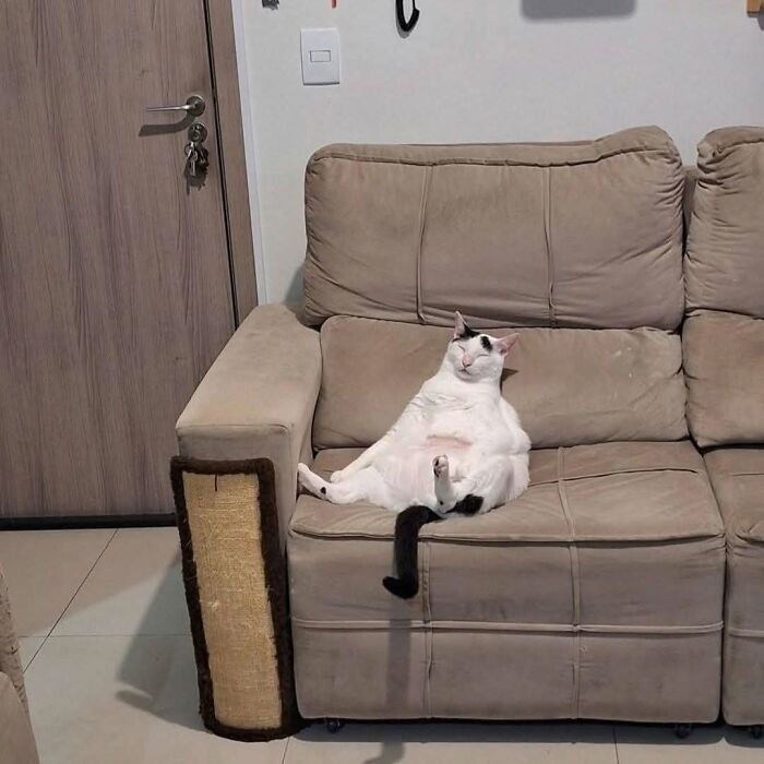 63 Funny And Cute Cat Photos That Might Make You Smile Today (New Pics) 63 Funny And Cute Cat Photos That Might Make You Smile Today (New Pics)