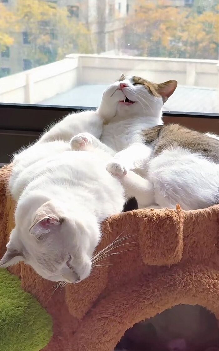 63 Funny And Cute Cat Photos That Might Make You Smile Today (New Pics) 63 Funny And Cute Cat Photos That Might Make You Smile Today (New Pics)