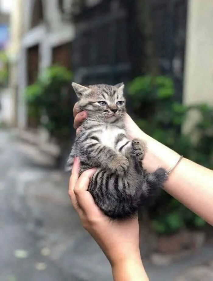 63 Funny And Cute Cat Photos That Might Make You Smile Today (New Pics) 63 Funny And Cute Cat Photos That Might Make You Smile Today (New Pics)
