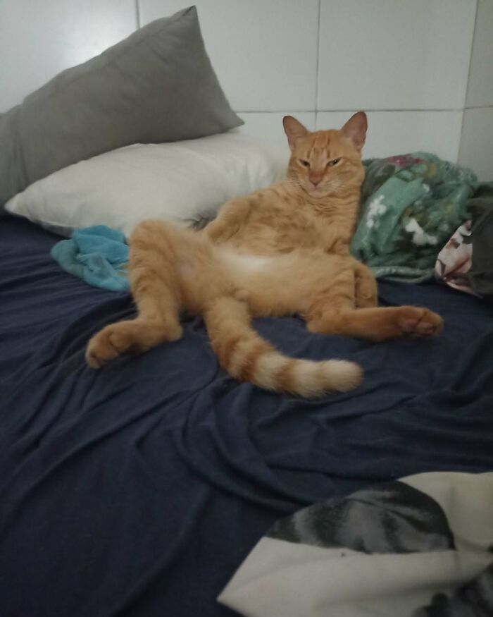 63 Funny And Cute Cat Photos That Might Make You Smile Today (New Pics) 63 Funny And Cute Cat Photos That Might Make You Smile Today (New Pics)