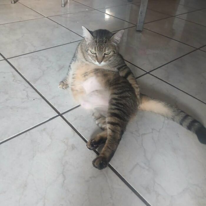63 Funny And Cute Cat Photos That Might Make You Smile Today (New Pics) 63 Funny And Cute Cat Photos That Might Make You Smile Today (New Pics)
