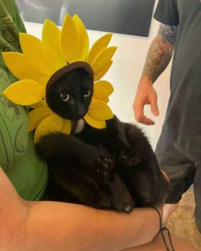 63 Funny And Cute Cat Photos That Might Make You Smile Today (New Pics) 63 Funny And Cute Cat Photos That Might Make You Smile Today (New Pics)