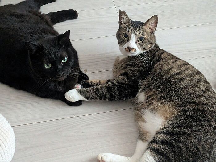 63 Funny And Cute Cat Photos That Might Make You Smile Today (New Pics) 63 Funny And Cute Cat Photos That Might Make You Smile Today (New Pics)