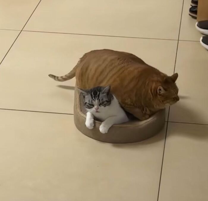 63 Funny And Cute Cat Photos That Might Make You Smile Today (New Pics) 63 Funny And Cute Cat Photos That Might Make You Smile Today (New Pics)