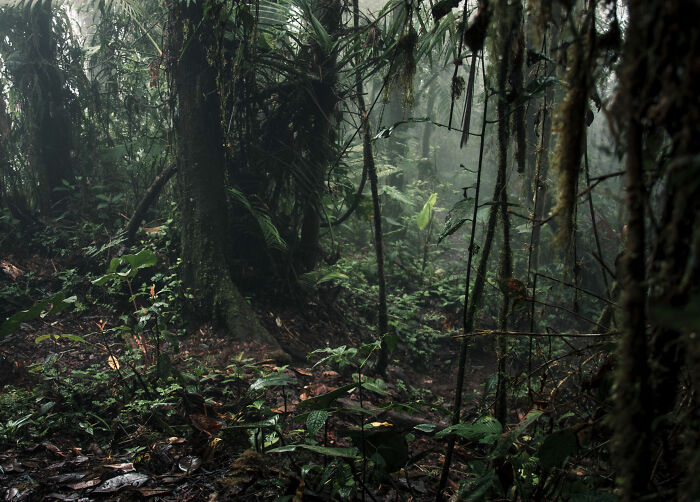 “Mowgli Girl” Who Was Found Wandering The Jungle When She Was Just 8 Years Old Tragically Passes Away At 18 “Mowgli Girl” Who Was Found Wandering The Jungle When She Was Just 8 Years Old Tragically Passes Away At 18